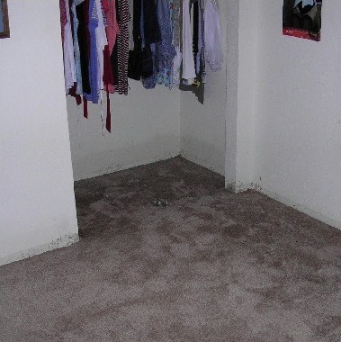 sheetrock & carpet wet